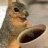 flying squirrel