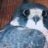 Peregrine