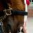 Clydesdale™