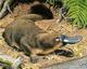 Dreaded Platypus