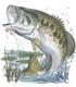 Bassmaster