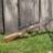 Remington 700