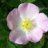 WildRose