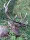 elkhuntr