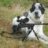 D-man dog