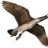 goose10