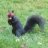 PutativeSquirrel