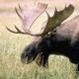Moose308