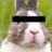 Cotton Tail