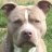 JACKSMYDOG