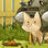 abbycat