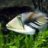 humahumatriggerfish