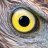 ojo de aguila