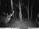 whitetailwoodsarcher