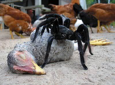 83761_chicspider.jpg