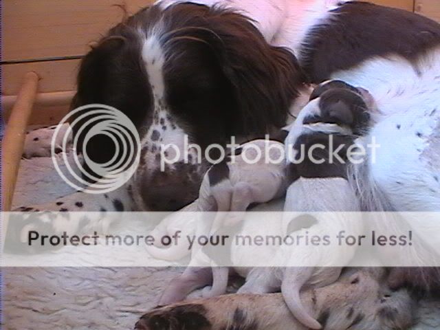8037781f.jpg