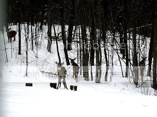4deer.jpg