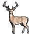 2006-05-20_153908_1Deer2.gif