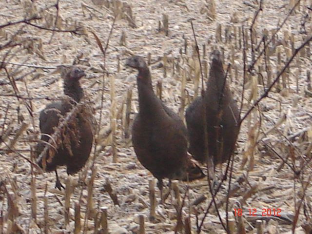 wadepheasantgadsturkeys005.jpg