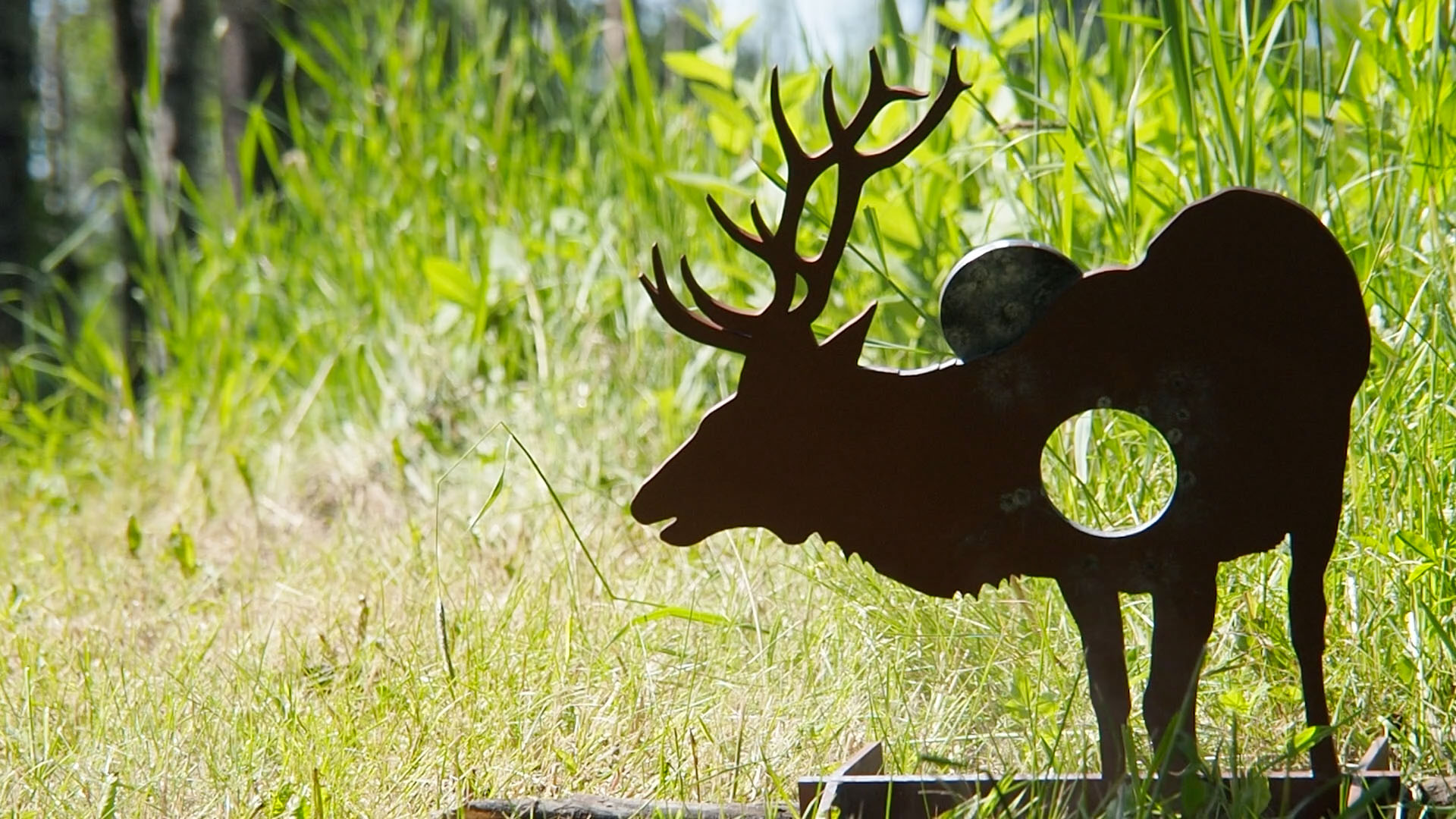 elk_bull_c.jpg