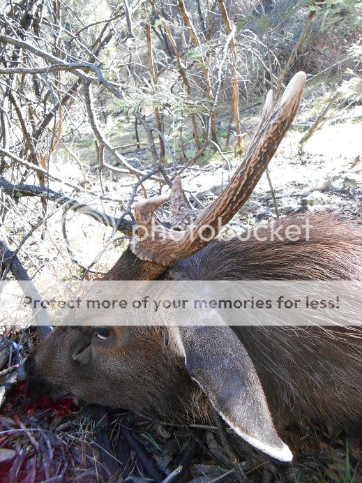 DSCN0427wonky15-8.jpg~original