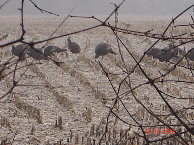 wadepheasantgadsturkeys003.jpg