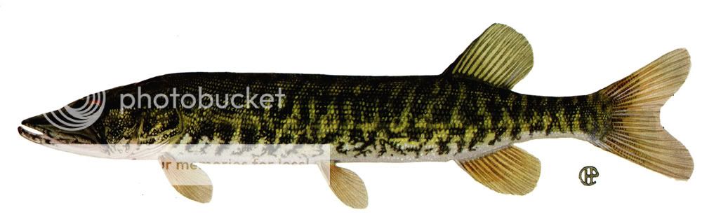 pickerel.jpg