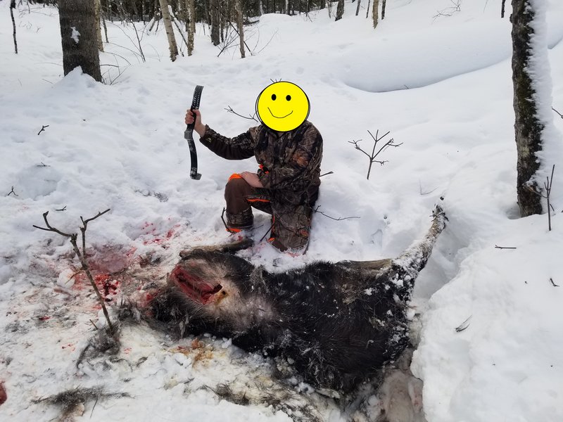 moose1.jpg