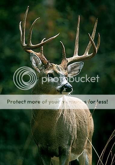 buck15_5471.jpg