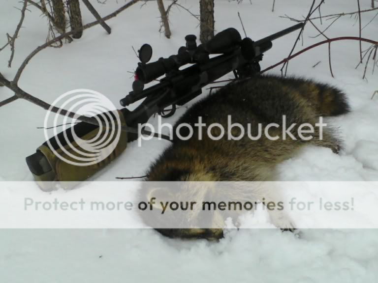 RacoonFeb272011.jpg
