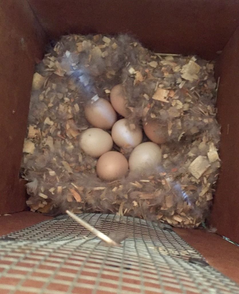 image_zpsibeprxuc.jpeg~original