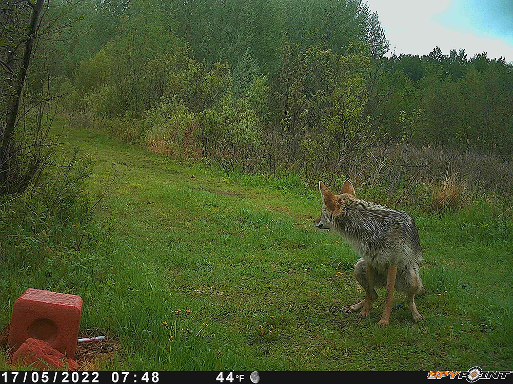 TrailCam_Coyote_1.JPG