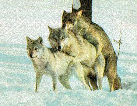 wolves.jpg