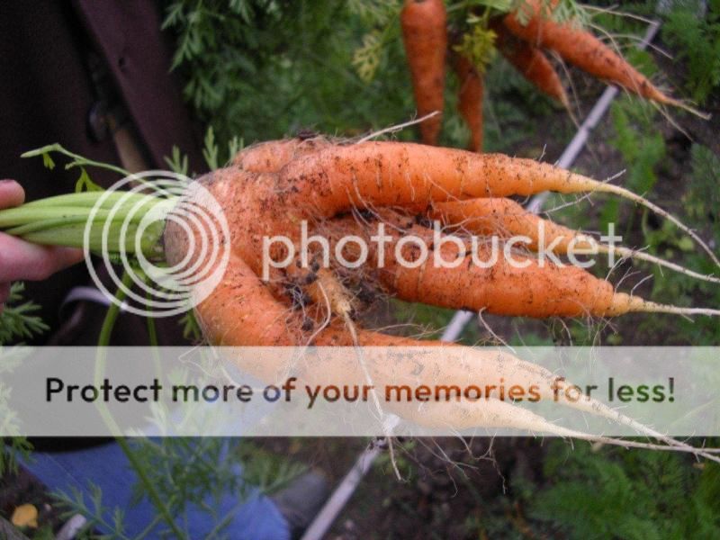 Crazycarrots.jpg