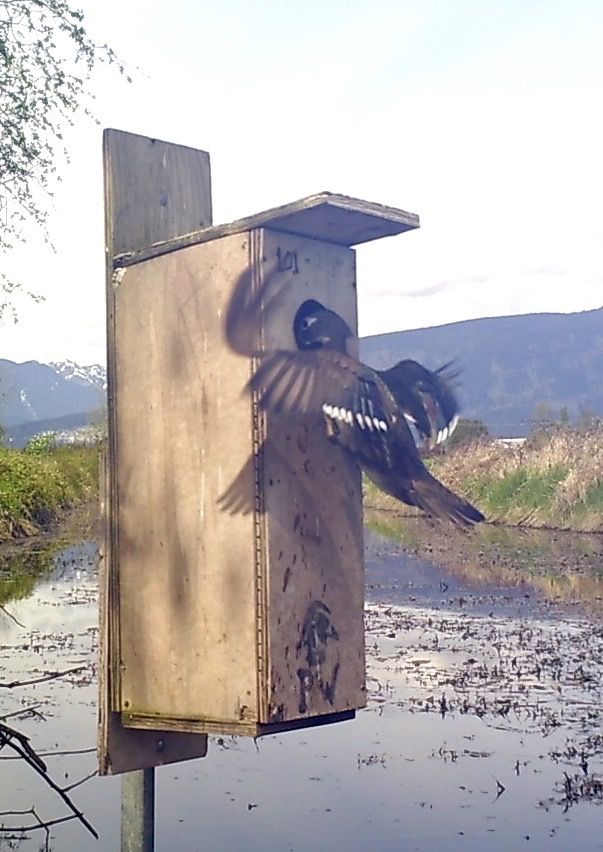 image_zpsqjukyorr.jpeg~original