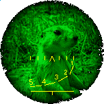 goffer.gif