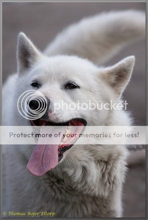 untitleddogslirpping2.jpg
