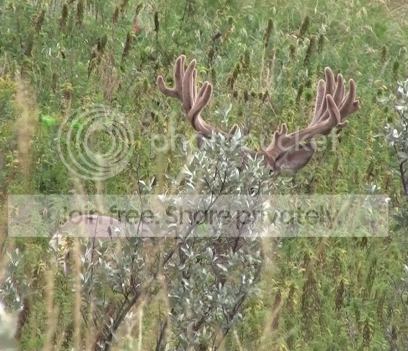 2011MuleDeer.png