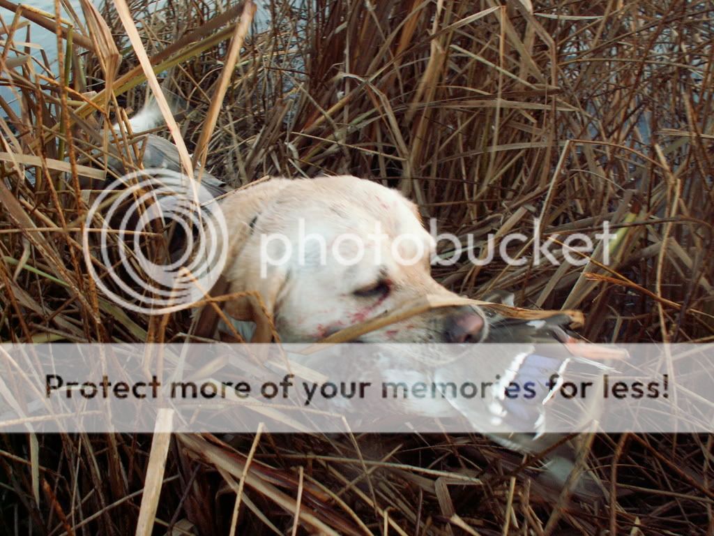 mallret4.jpg