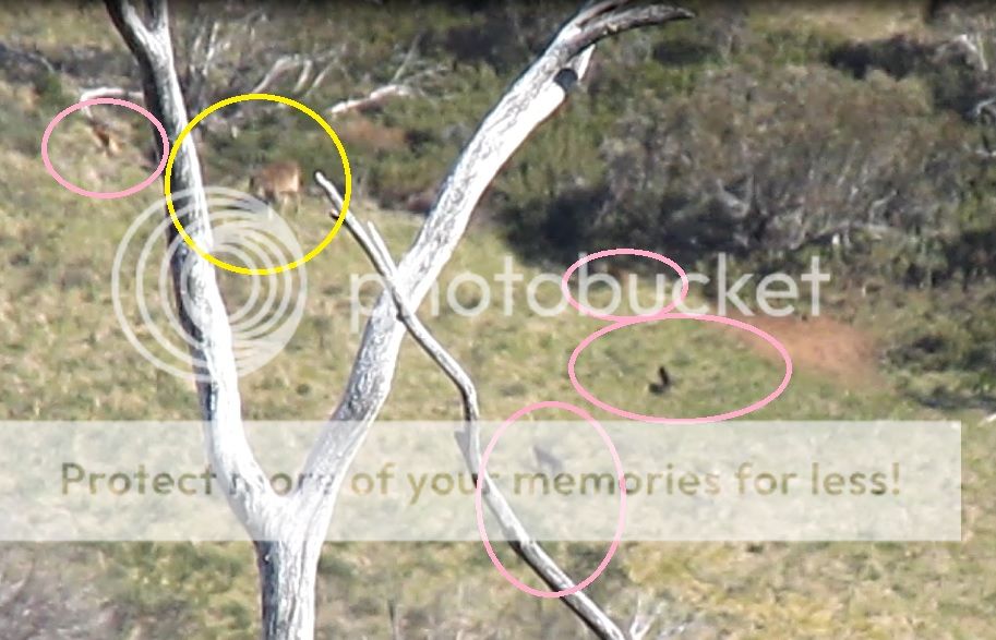 deert%20dogs.jpg~original