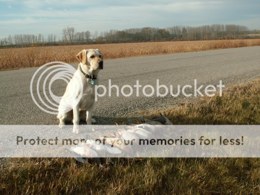 bagshot2.jpg
