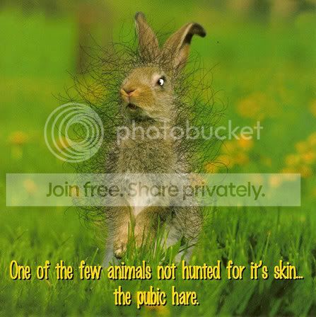 PubicHare.jpg