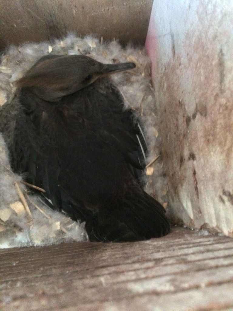 image_zpse2amno5f.jpeg~original