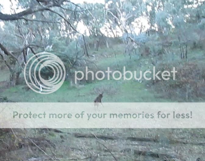 crook%20stag.jpg~original