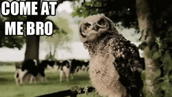 come-at-me-bro-owl.gif
