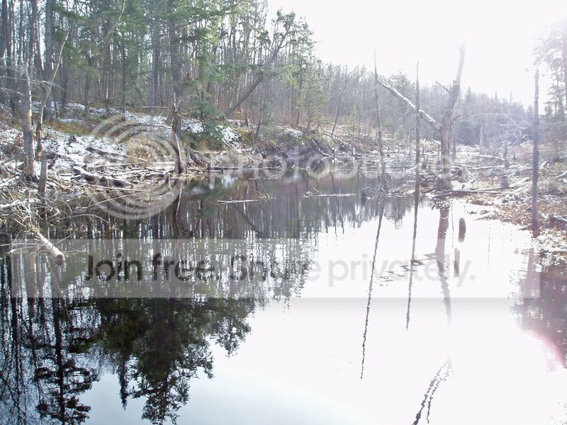 Beaver-Pond.jpg