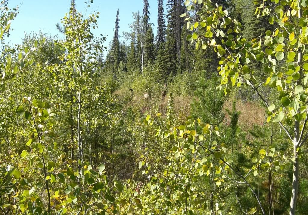 Elk_2012_Sept_Group_03.jpg