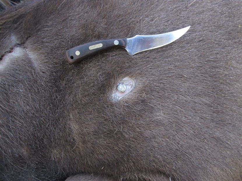 IMG_1679knifebullet.jpg
