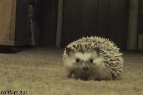 tumblr_luq46o89OG1r06b9zo1_400.gif