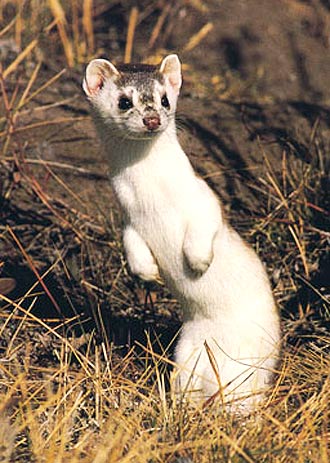 white-weasel-standing.jpg